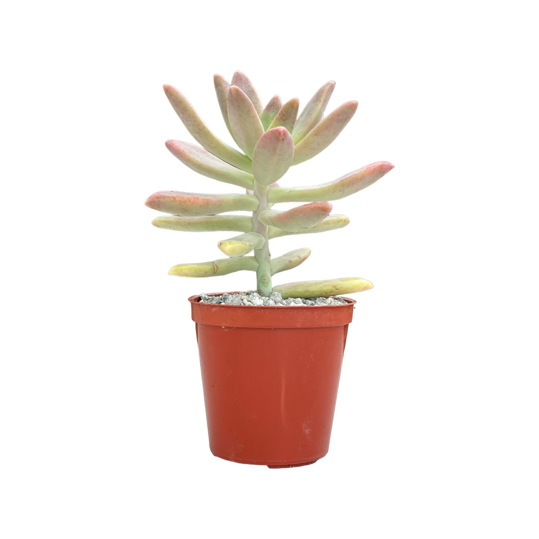 x Graptosedum 'Darley Sunshine'