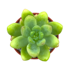 Sedum cuspidatum