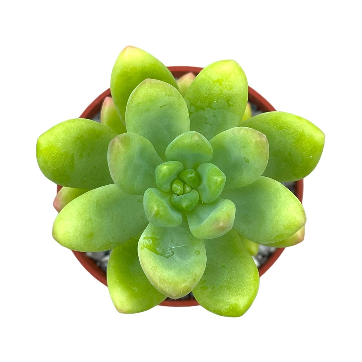 Sedum cuspidatum