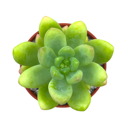 Sedum cuspidatum