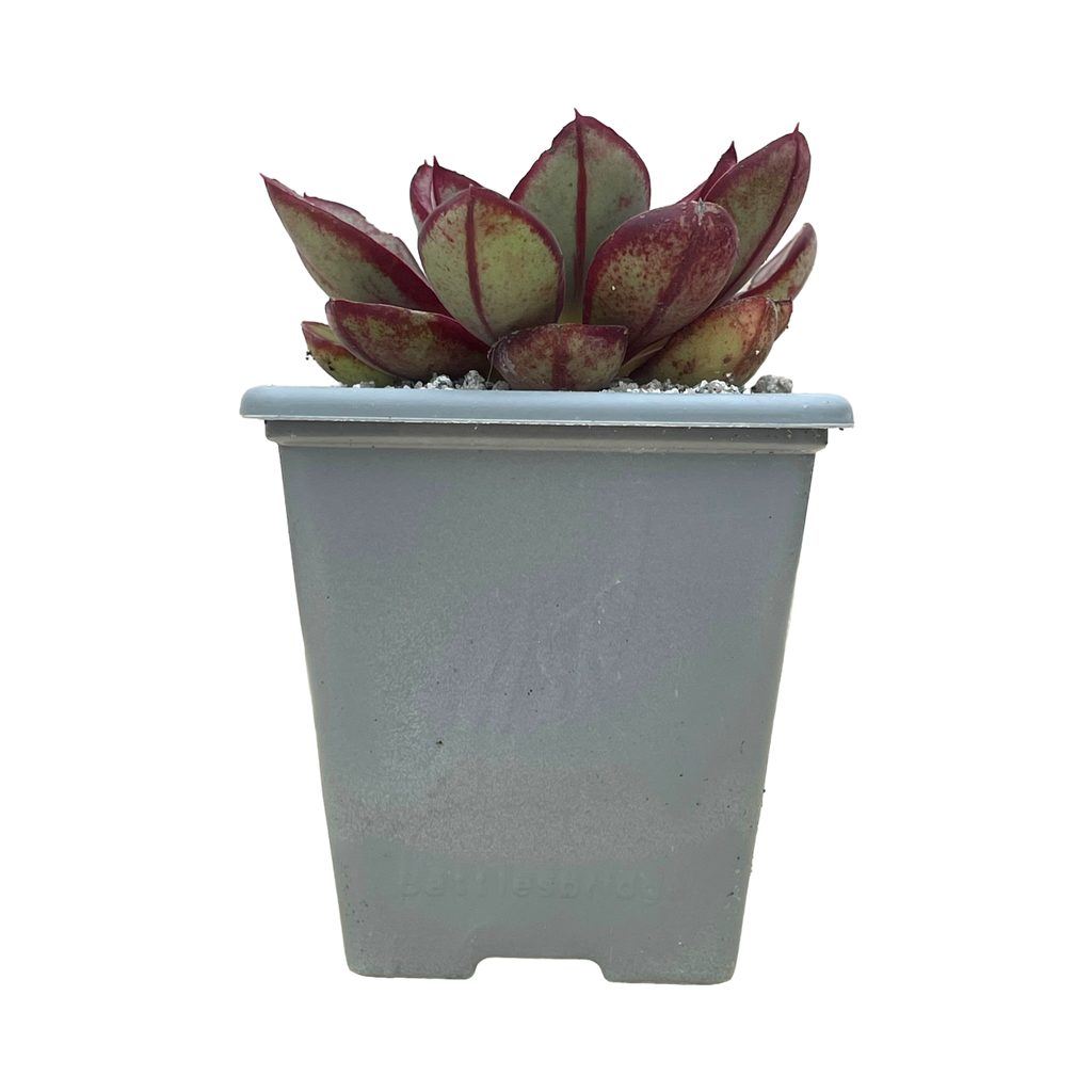 Echeveria 'Maruba Benitsukasa'