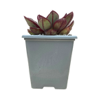 Echeveria 'Maruba Benitsukasa'