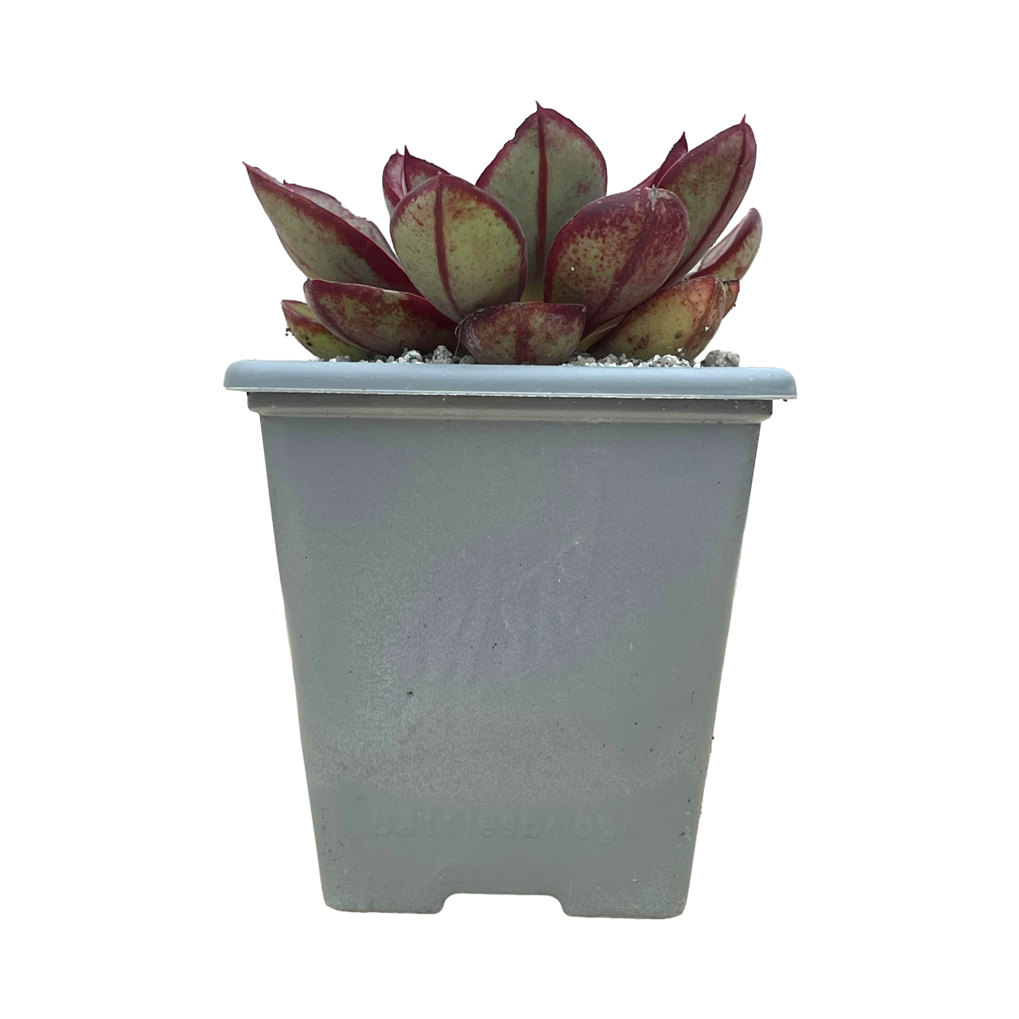 Echeveria 'Maruba Benitsukasa'