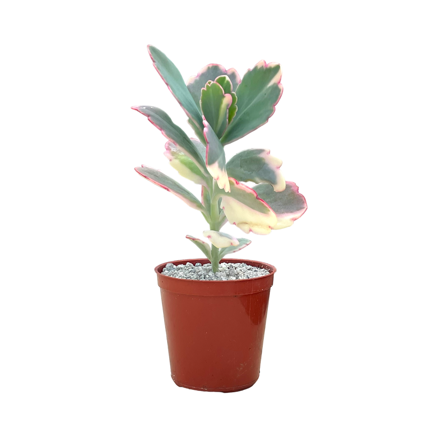 Kalanchoe fedtschenkoi variegata