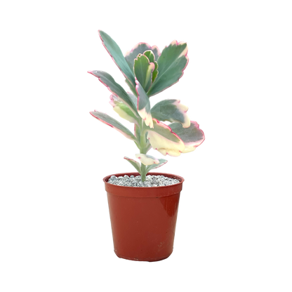 Kalanchoe fedtschenkoi variegata