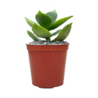 Crassula lactea