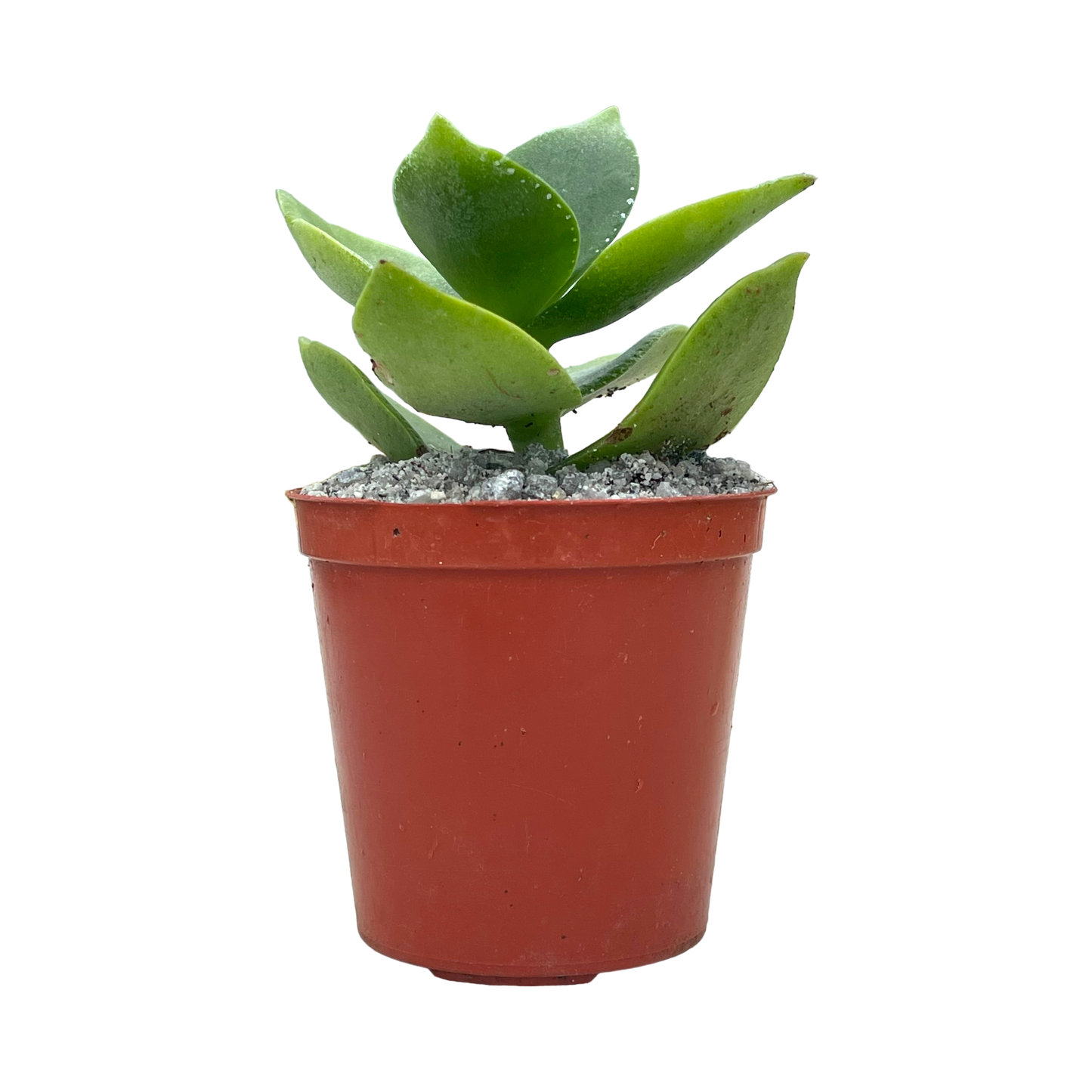 Crassula lactea