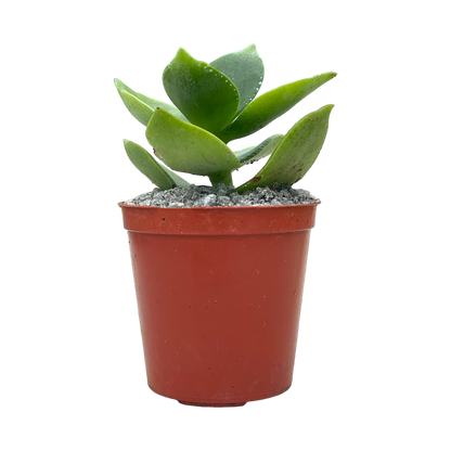 Crassula lactea