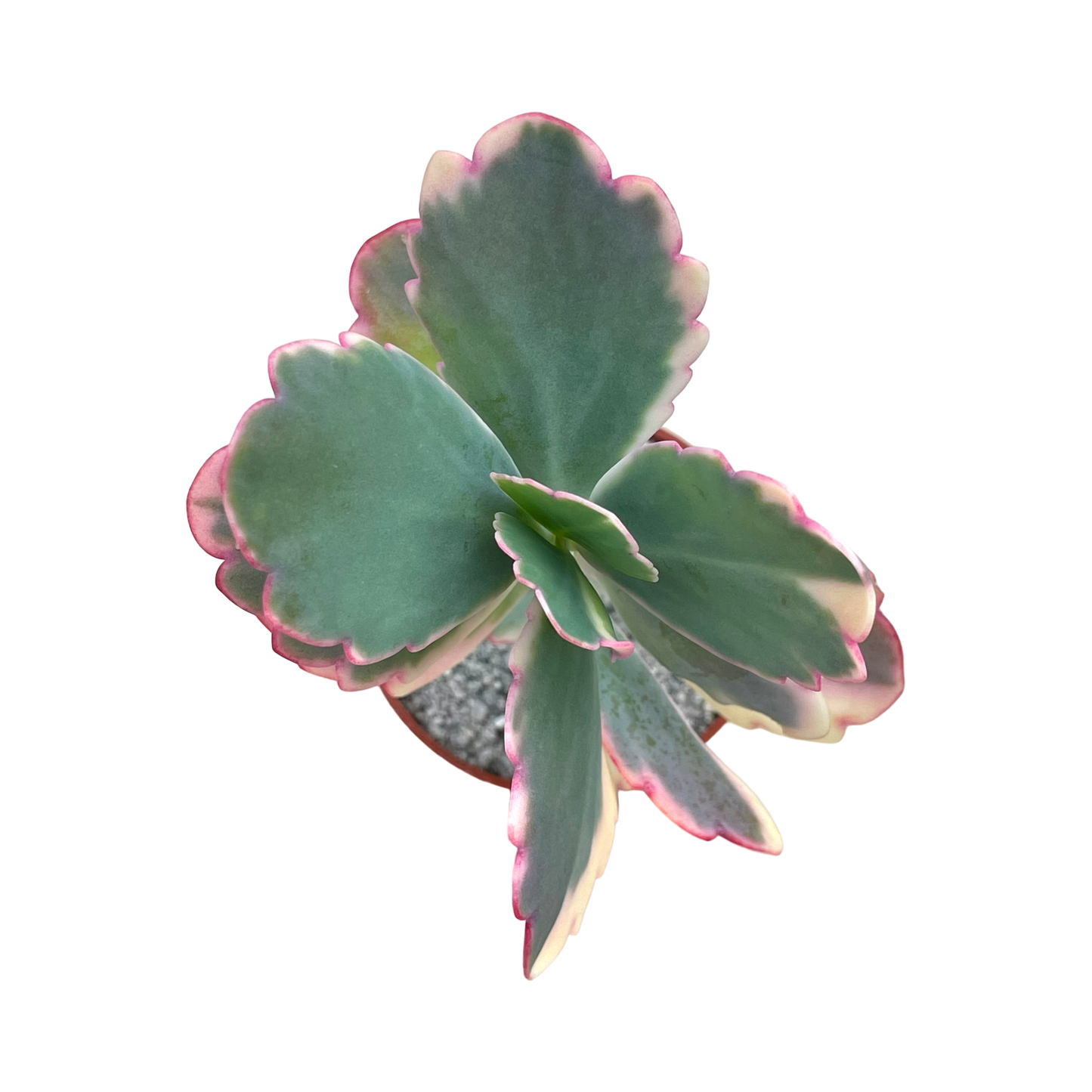 Kalanchoe fedtschenkoi variegata