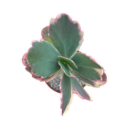 Kalanchoe fedtschenkoi variegata