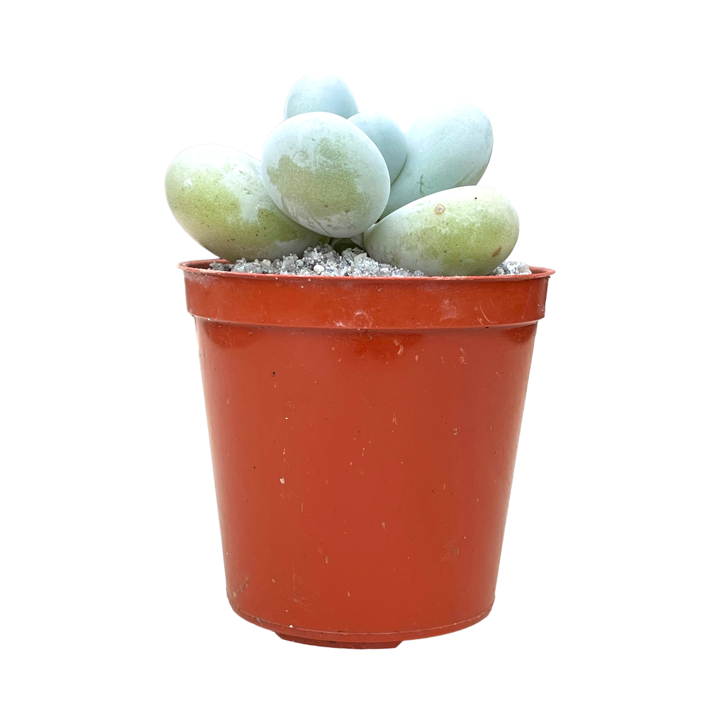 Pachyphytum oviferum 'Moonstones'