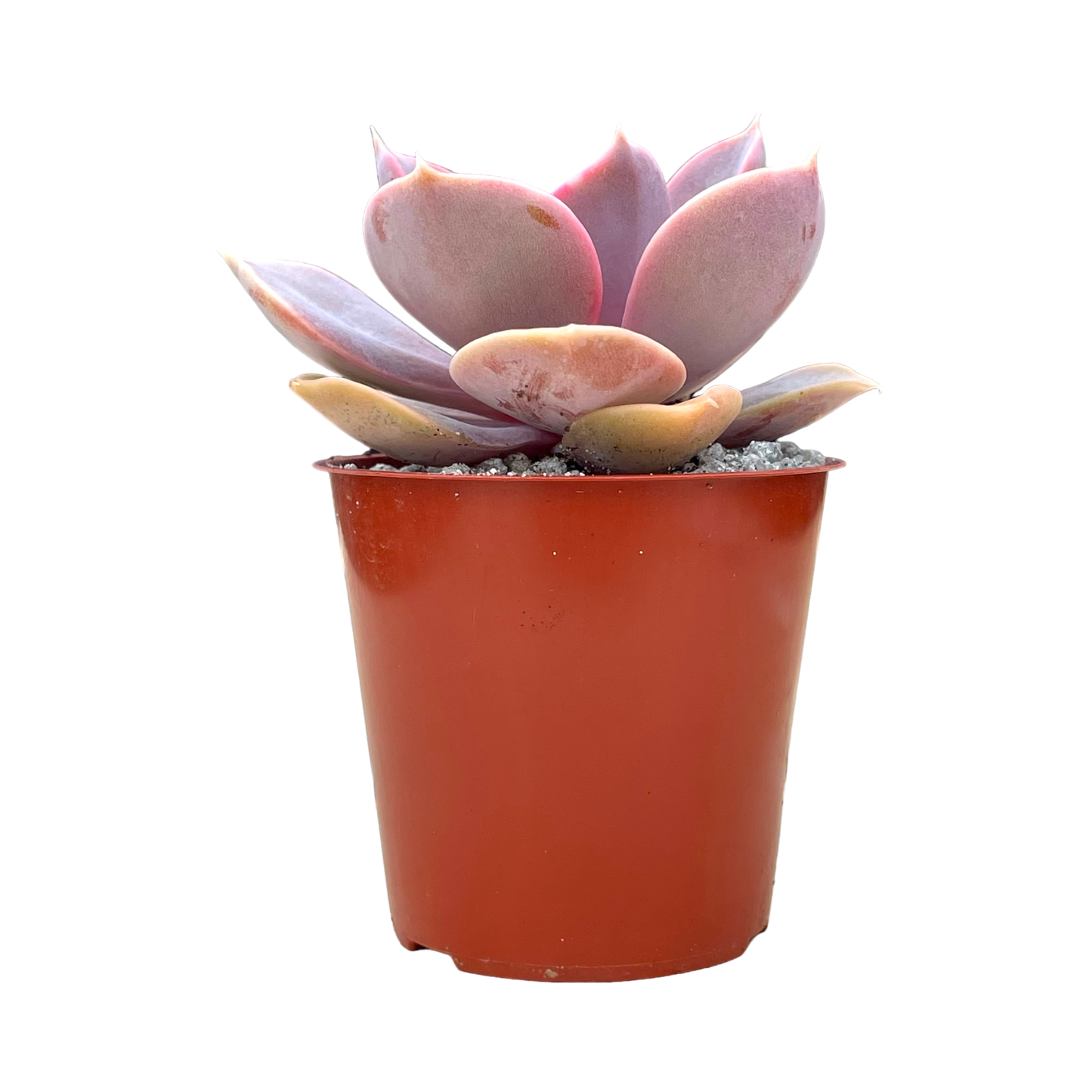 Echeveria 'Duchess of Nuremberg'