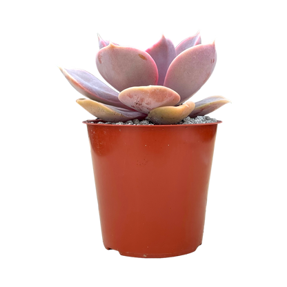 Echeveria 'Duchess of Nuremberg'