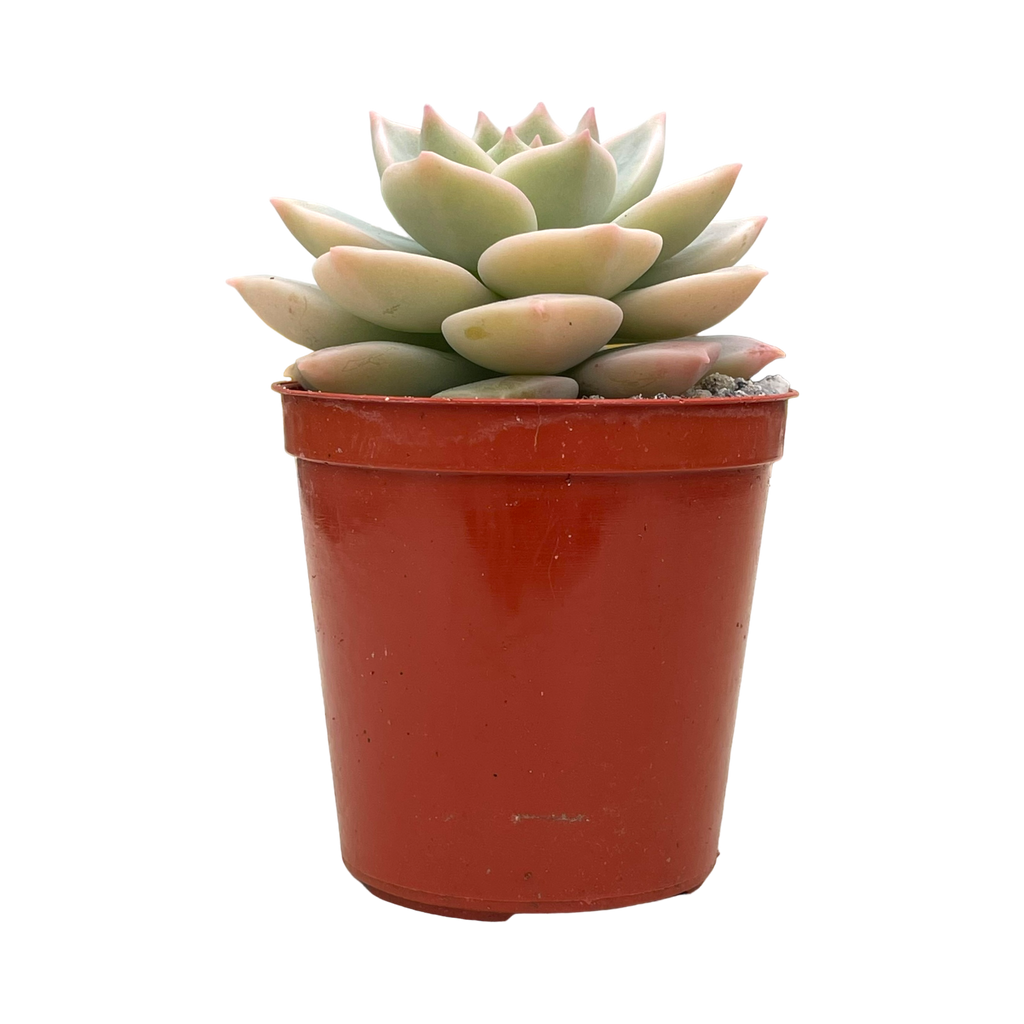 x Graptoveria 'Titubans'