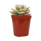 x Graptoveria 'Titubans'