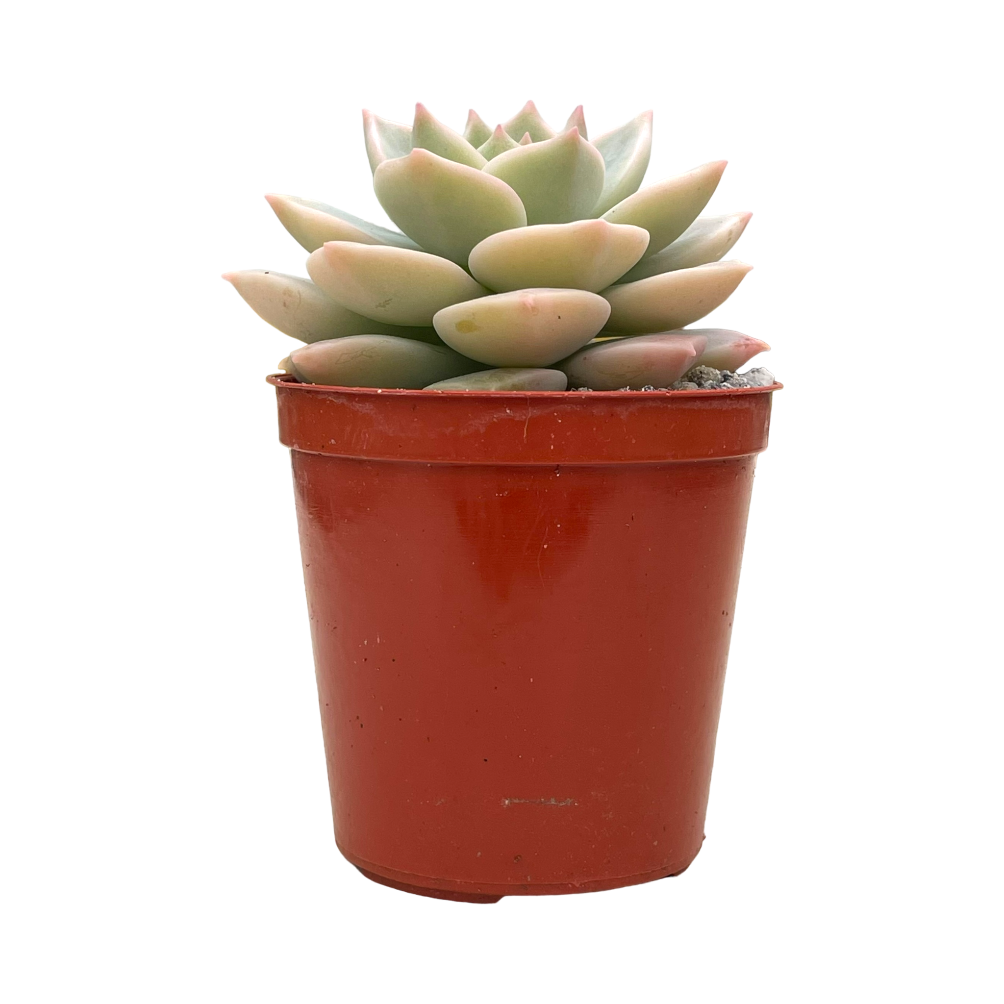 x Graptoveria 'Titubans'