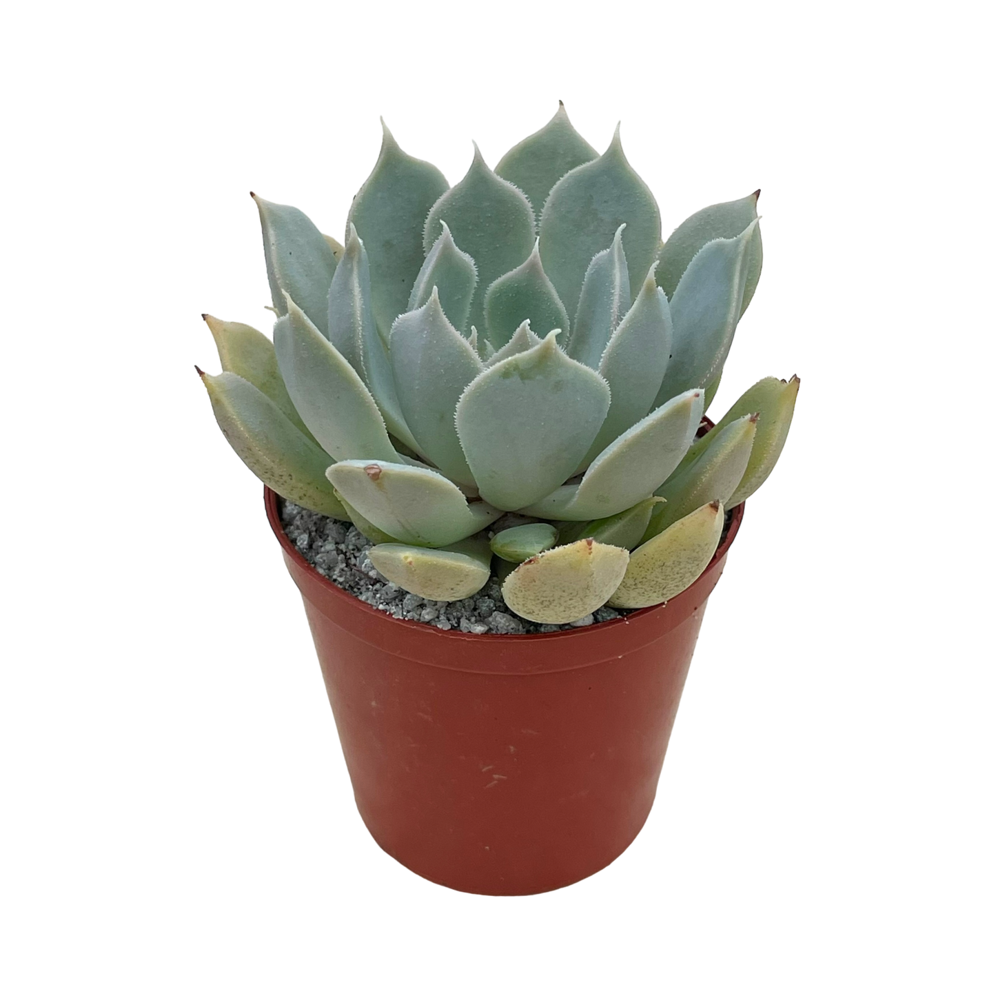 Echeveria 'Galileo'