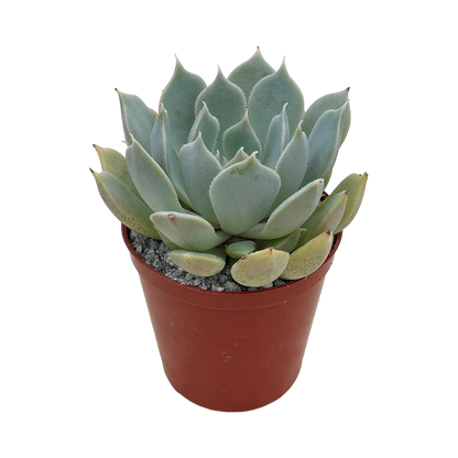 Echeveria 'Galileo'