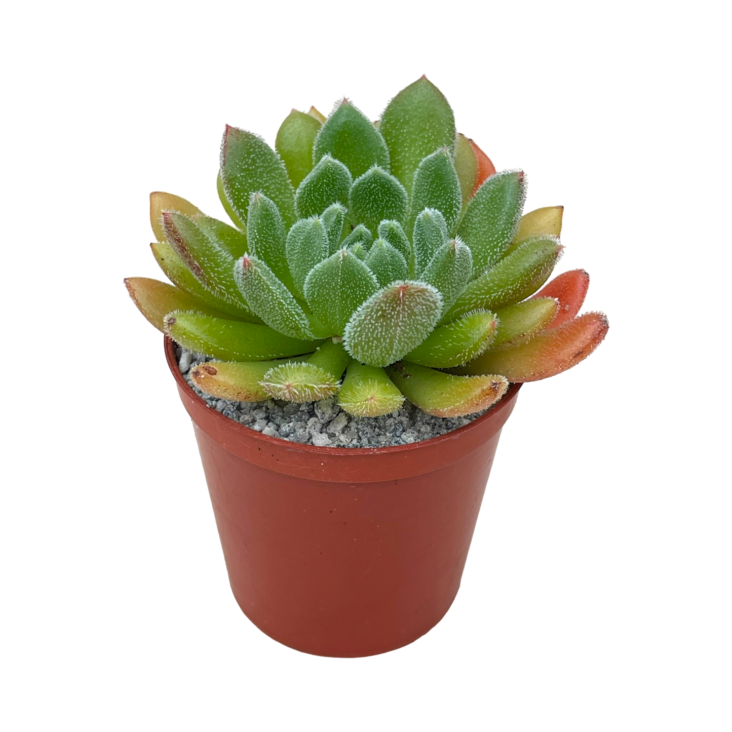 Echeveria 'Debbie'