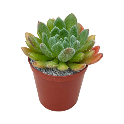 Echeveria 'Debbie'