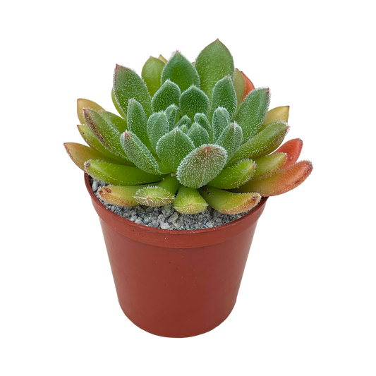 Echeveria 'Debbie'