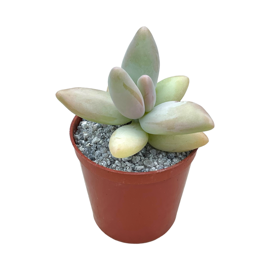 Pachyphytum werdermannii