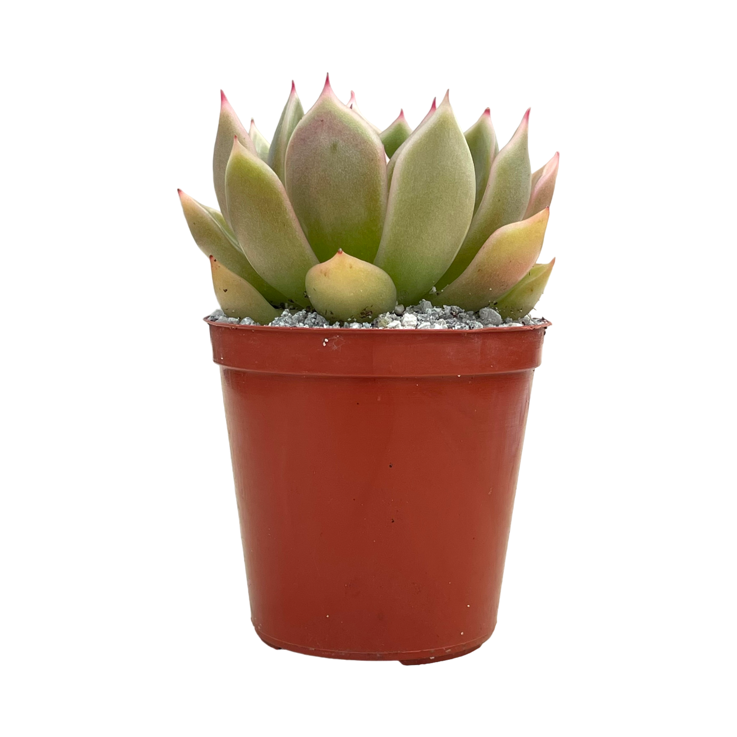 Echeveria agavoides 'Mira'