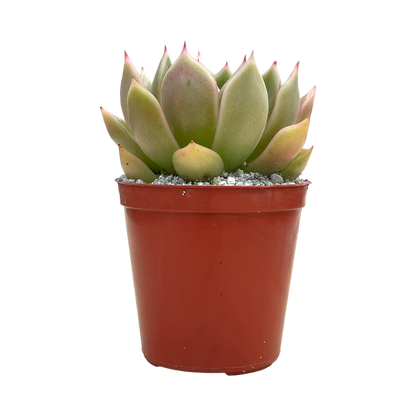 Echeveria agavoides 'Mira'