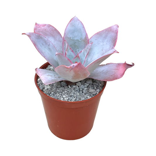 Echeveria cante