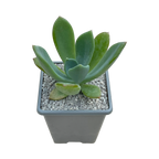 x Pachyveria 'Ursa Major'