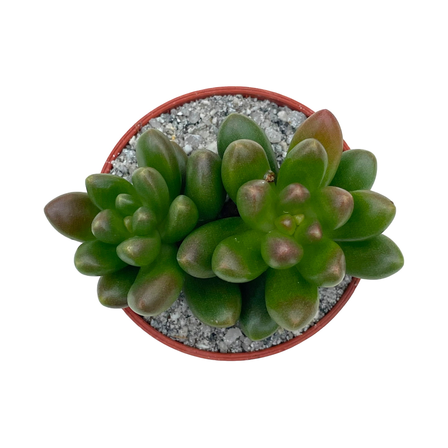 x Cremnosedum 'Crocodile'