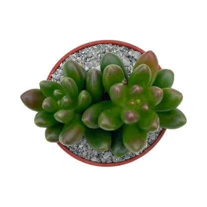 x Cremnosedum 'Crocodile'