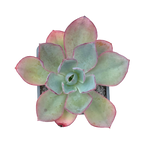 Echeveria lozano