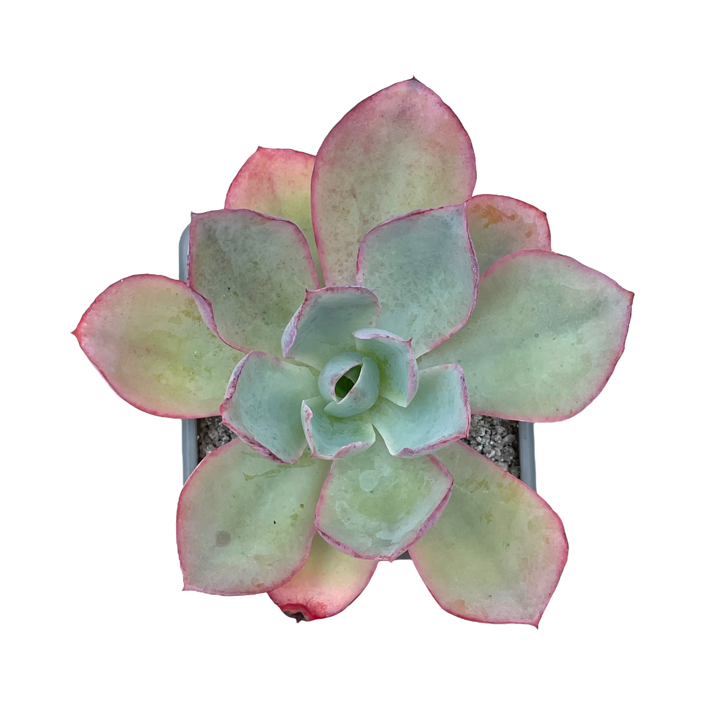 Echeveria lozano