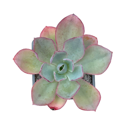 Echeveria lozano