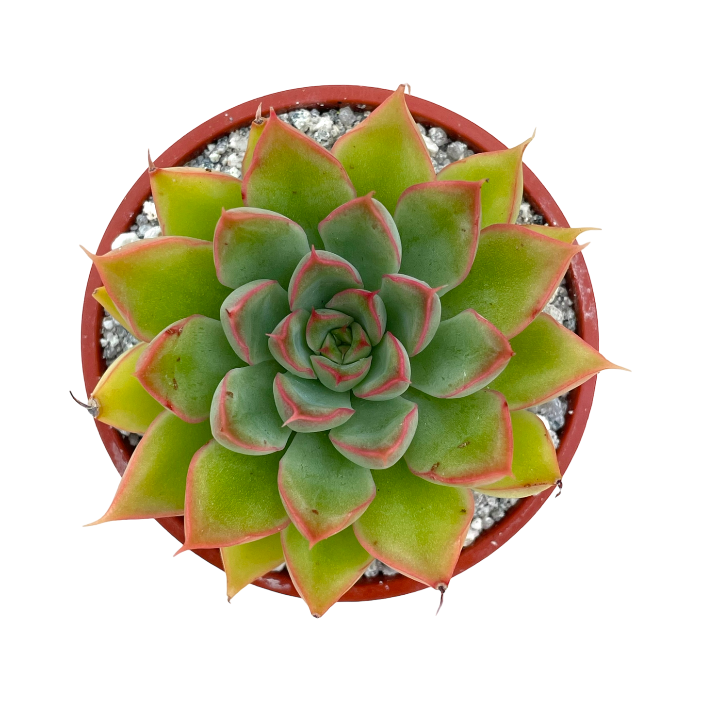 Echeveria 'Sagita'