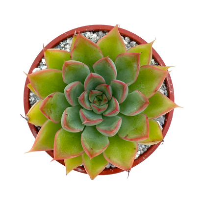 Echeveria 'Sagita'