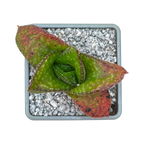 Gasteria nitida var. nitida