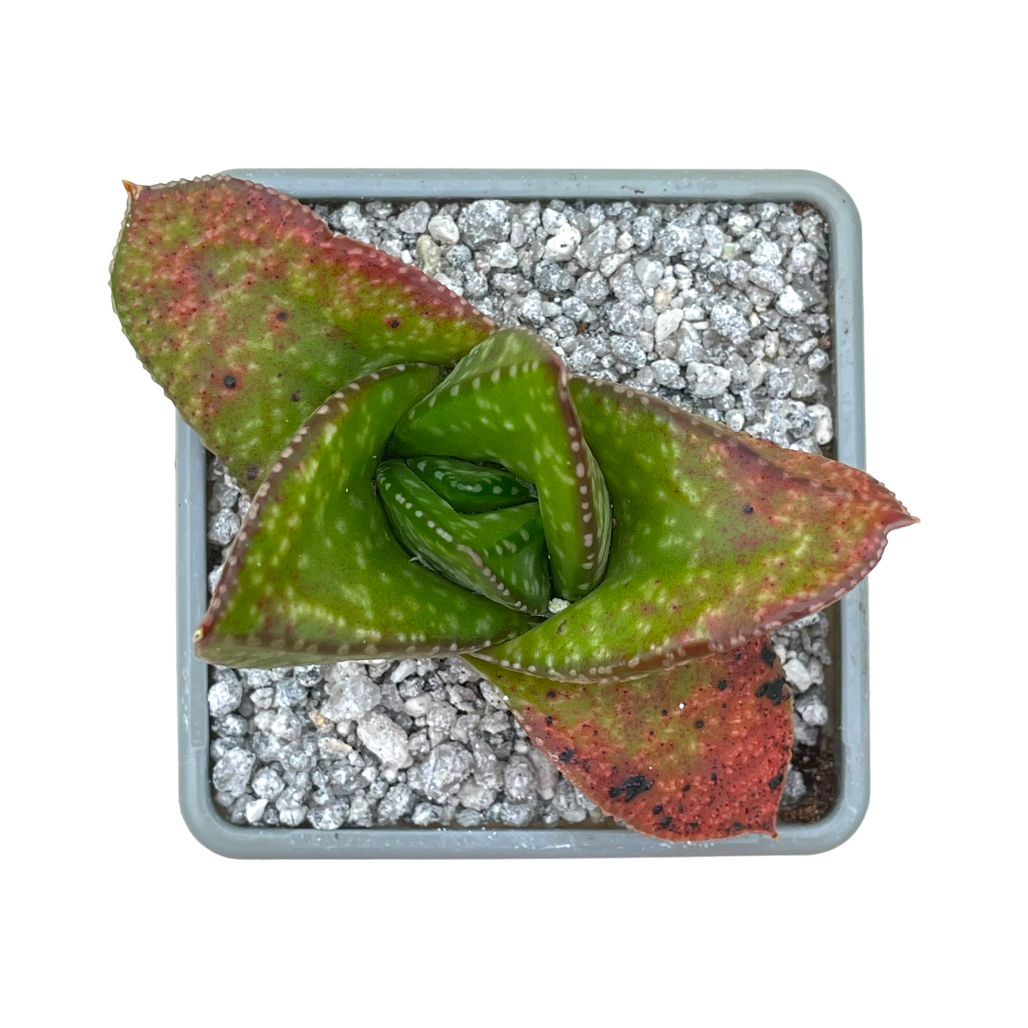 Gasteria nitida var. nitida