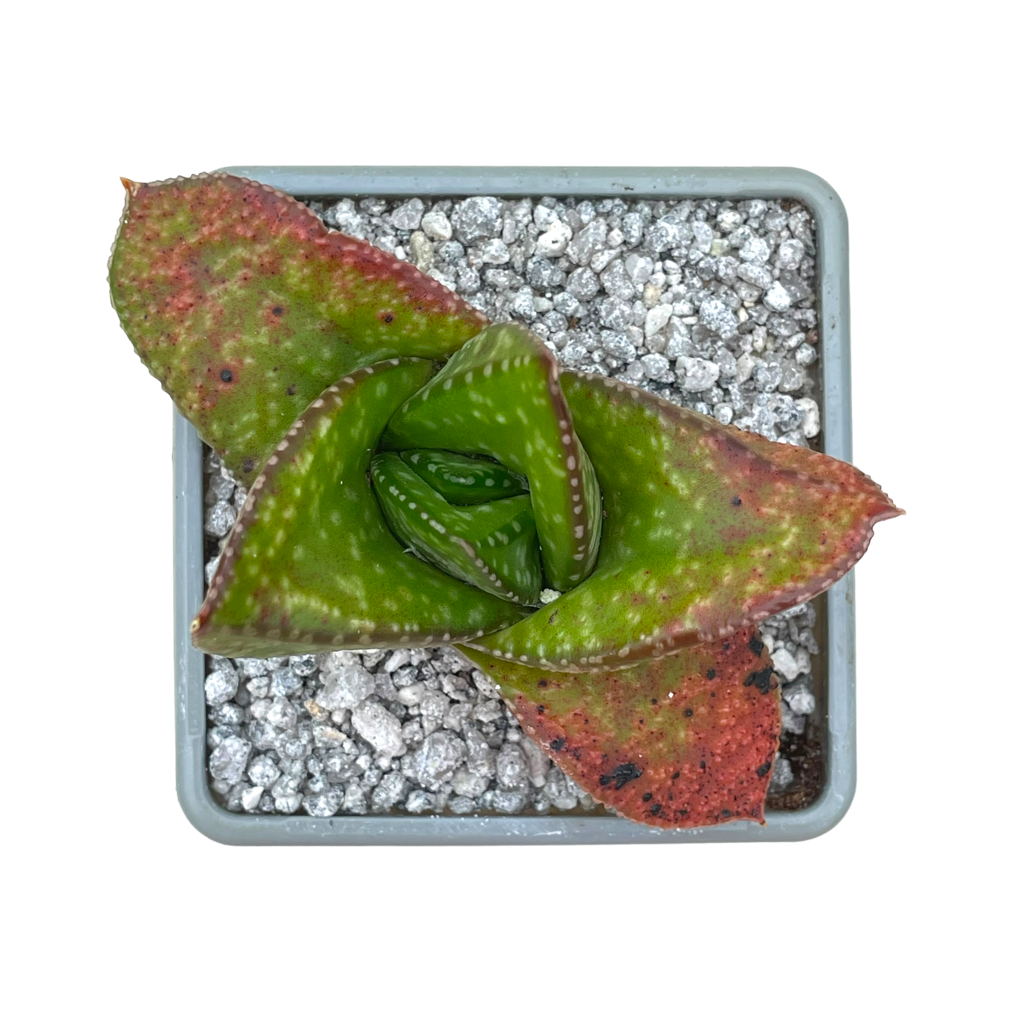 Gasteria nitida var. nitida