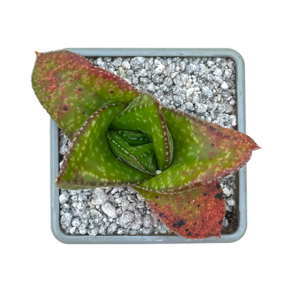 Gasteria nitida var. nitida