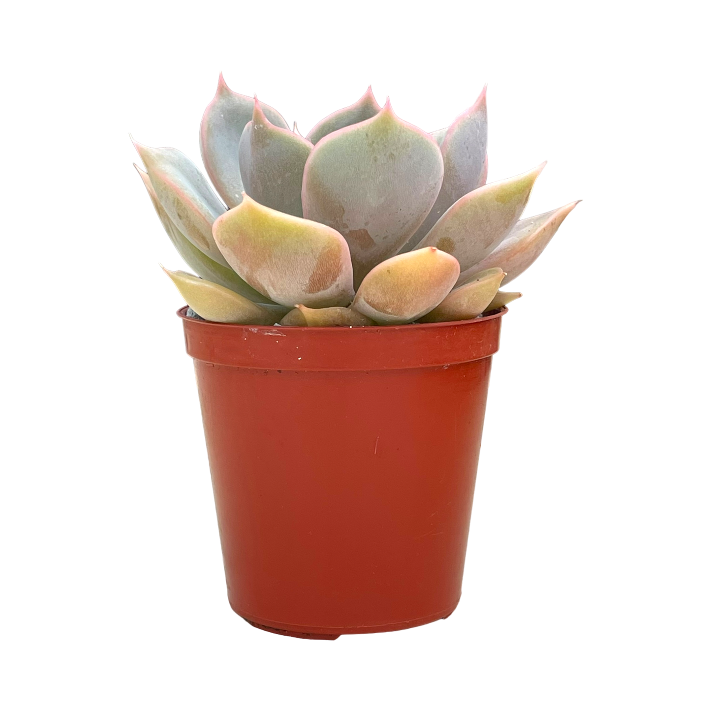 Echeveria 'Latte Rose'