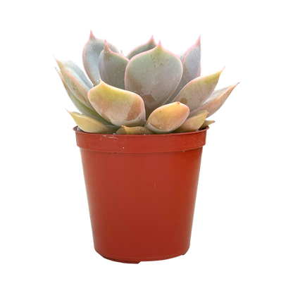 Echeveria 'Latte Rose'