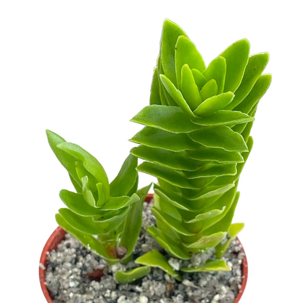 coccinea succulent Crassula coccinea – Surreal Succulents