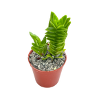 Crassula coccinea
