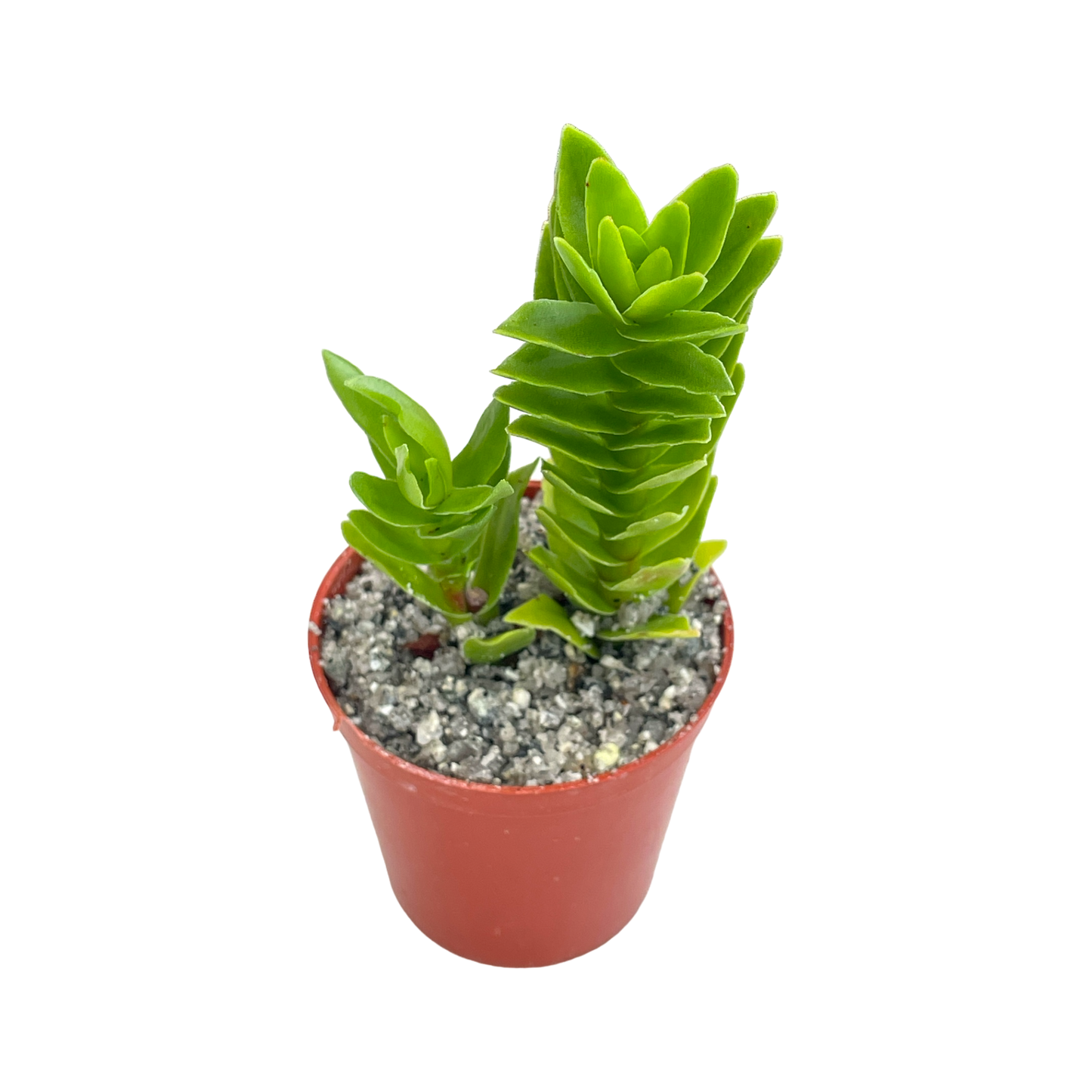 Crassula coccinea