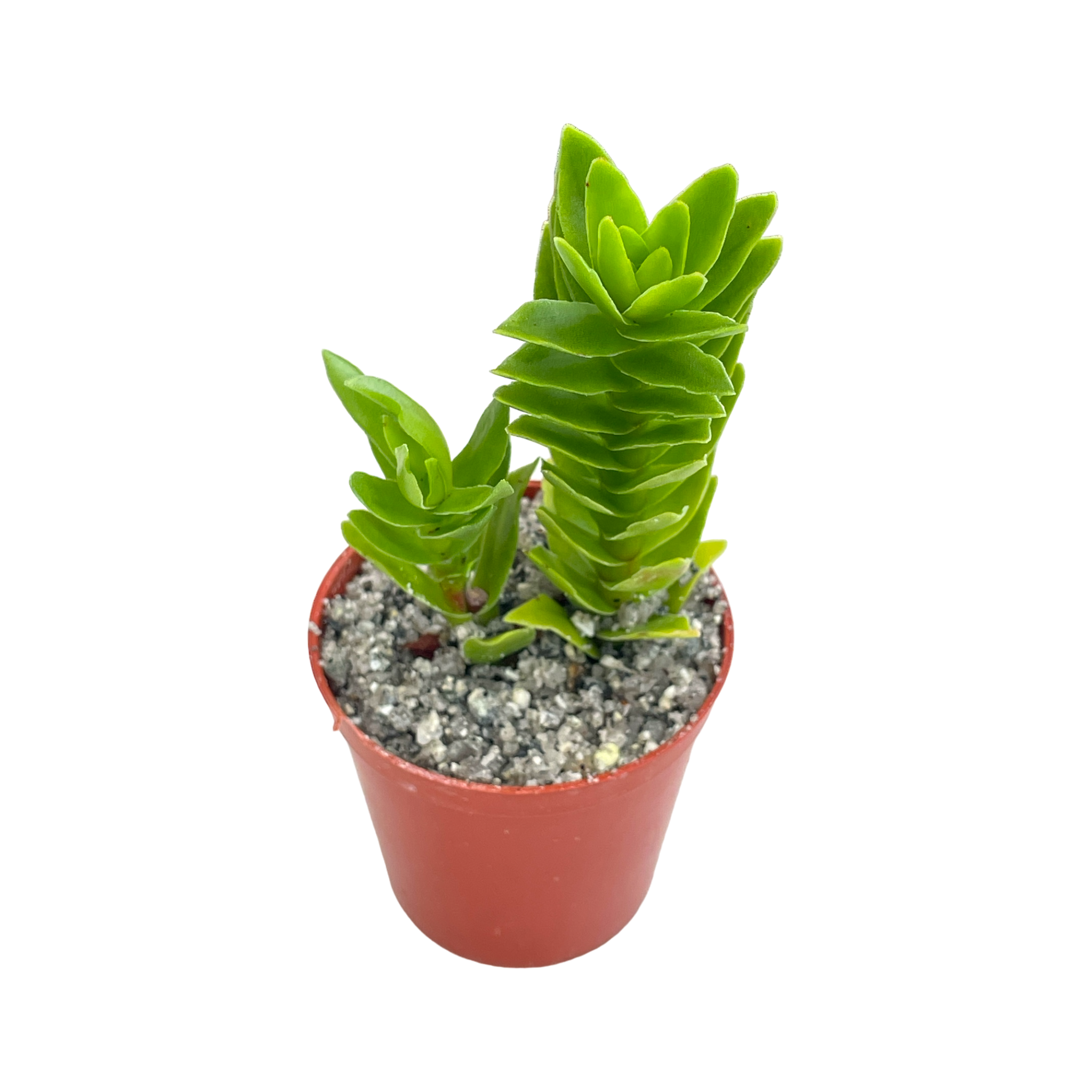 Crassula coccinea