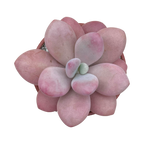 Graptopetalum amethystinum