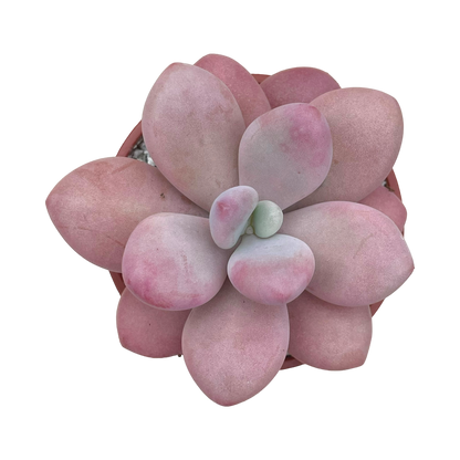 Graptopetalum amethystinum