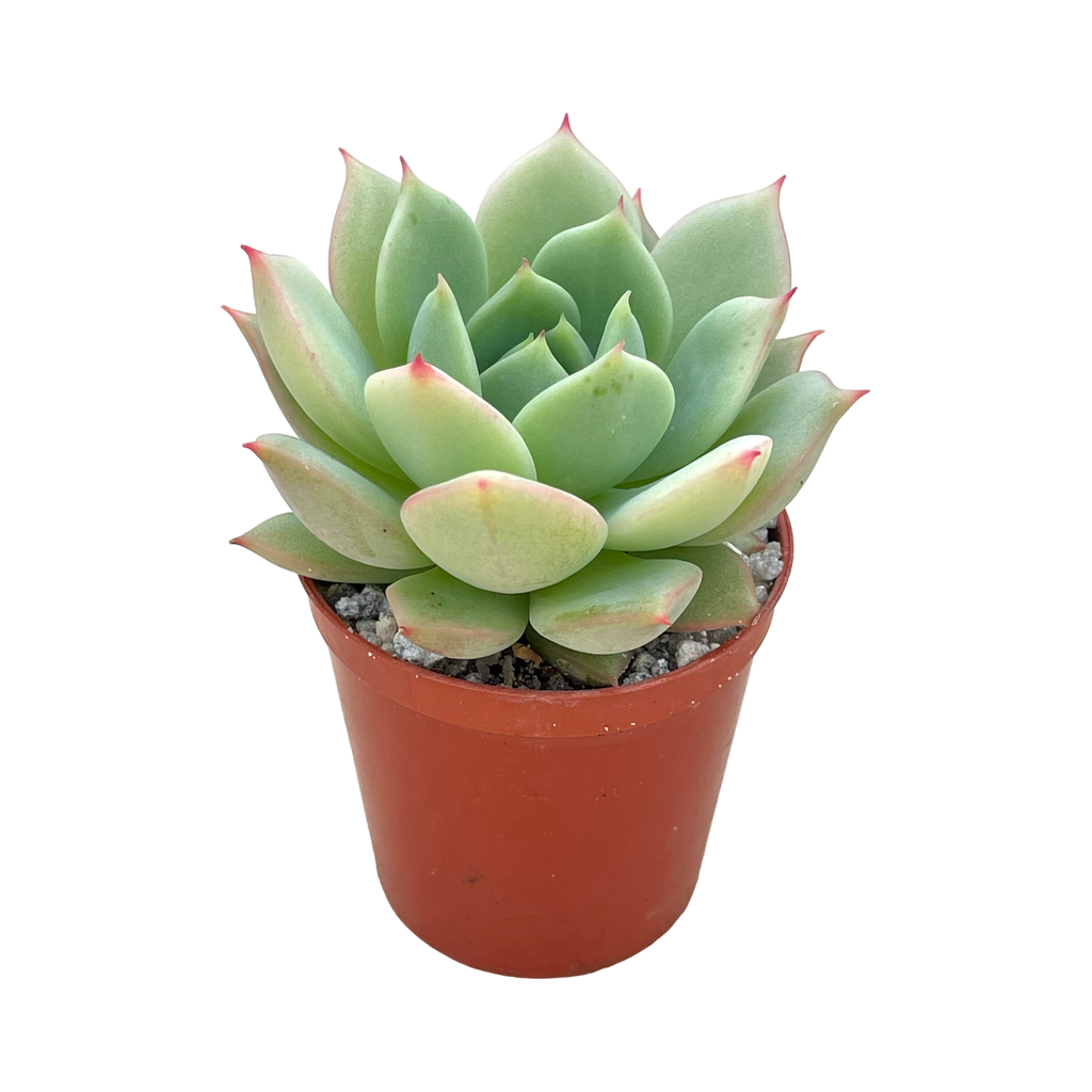 Echeveria derenbergii habitat collected